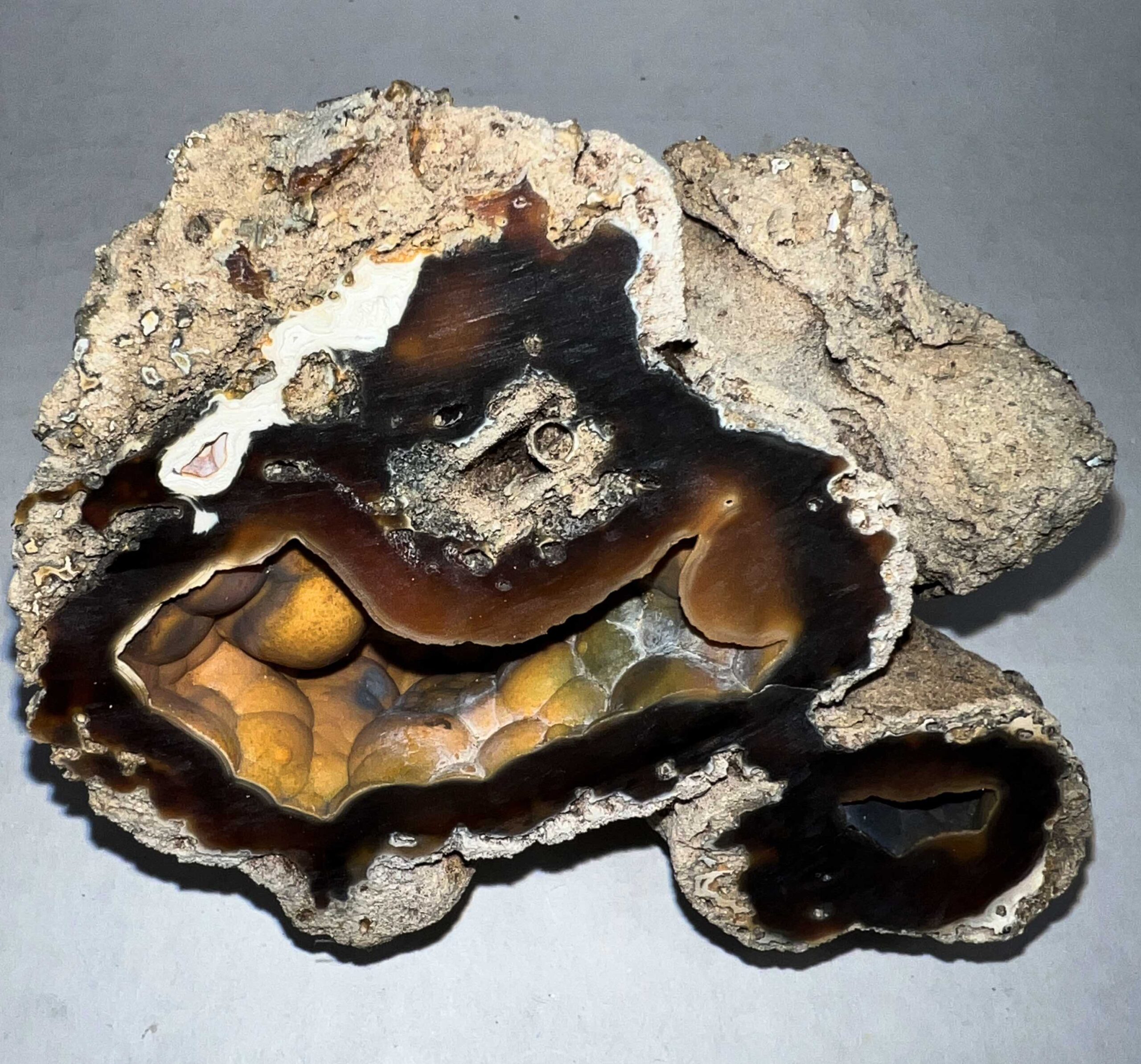 Apr. 25. Withlacoochee Coral.